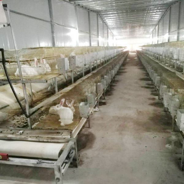 兔用自動(dòng)清糞機(jī)