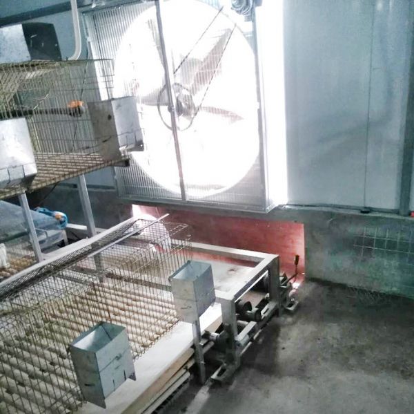 兔用自動(dòng)清糞機(jī)