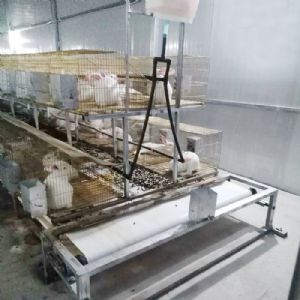 兔用自動清糞機(jī)